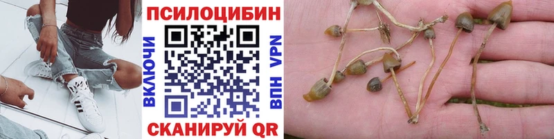 дарнет шоп Еманжелинск Псилоцибиновые грибы мицелий